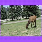 Female Elk - 1.jpg